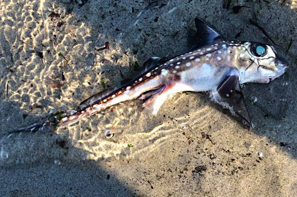 Ratfish swimming underwater